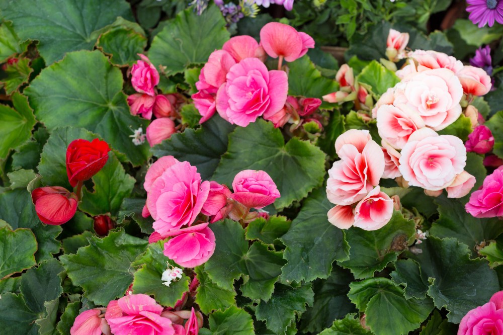 Begonias