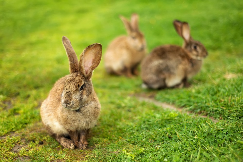 Rabbits on grass. Composition with animal