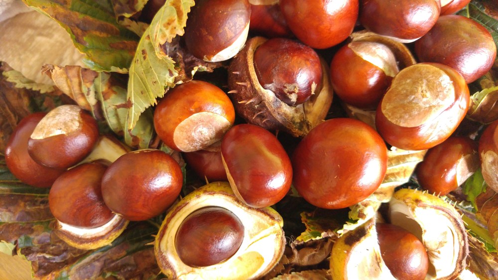 conkers