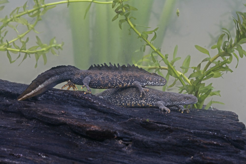 greatcrestednewts