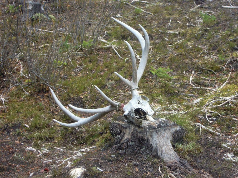 Elk Skull, Bear Signs, Whistler