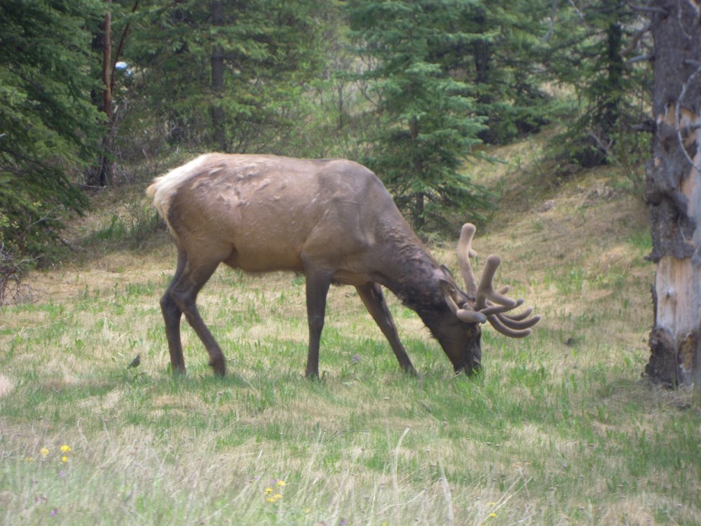 Elk, Grazing, Rockies