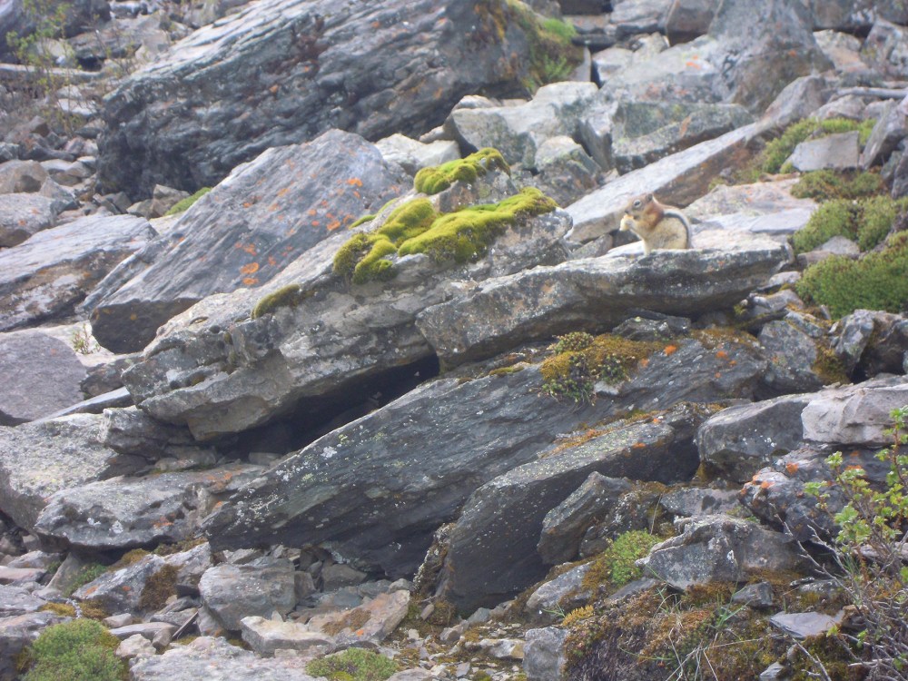 GroundSquirrel, Rockies, Lake Louise