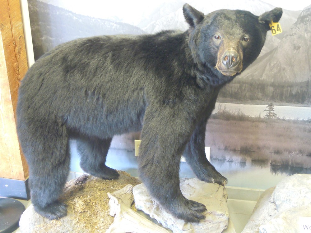 Jake Bear, Black Bear, Rockies, Field