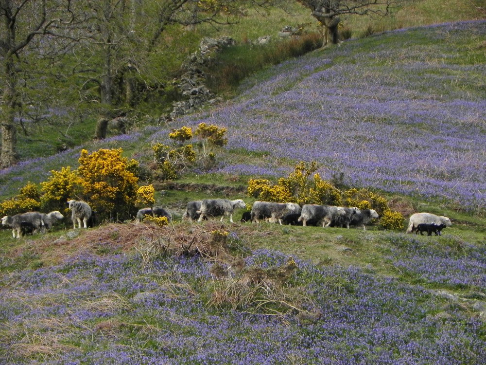 Rannerdale Bluebells Buttermere
