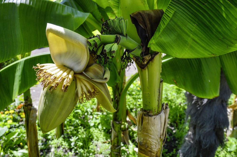 Banana blossom